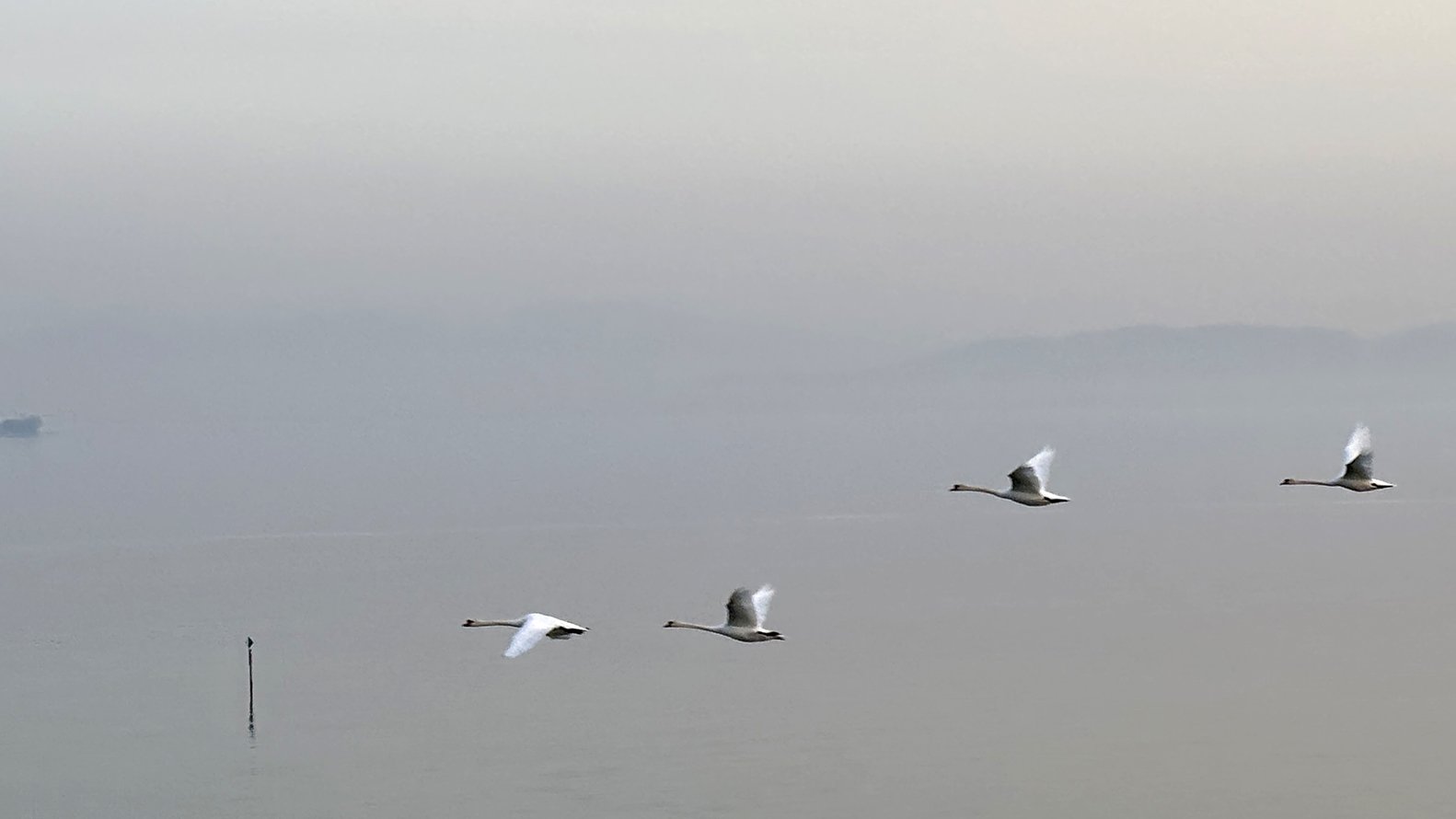 Mehrere Schwäne fliegen ruhig über klarem, leicht bewegtem Wasser