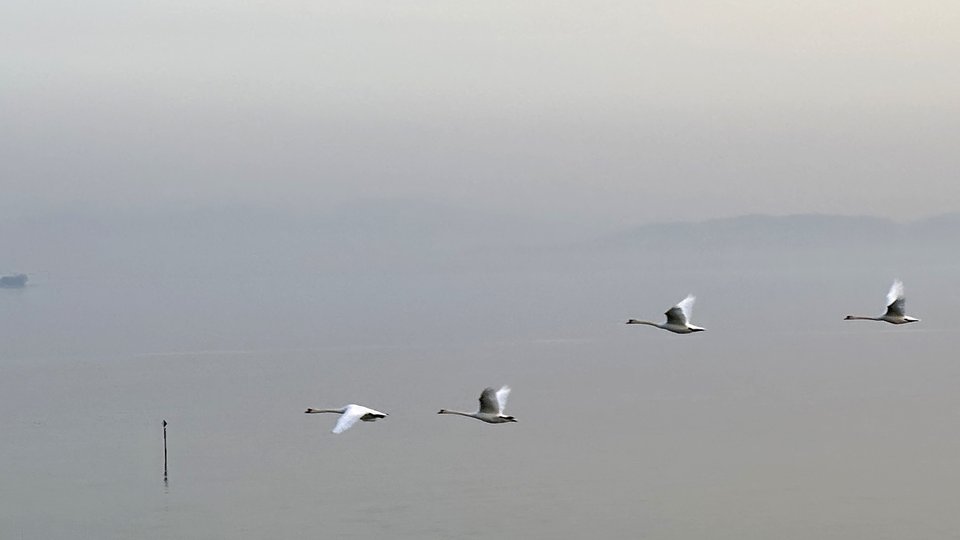 Mehrere Schwäne fliegen ruhig über klarem, leicht bewegtem Wasser